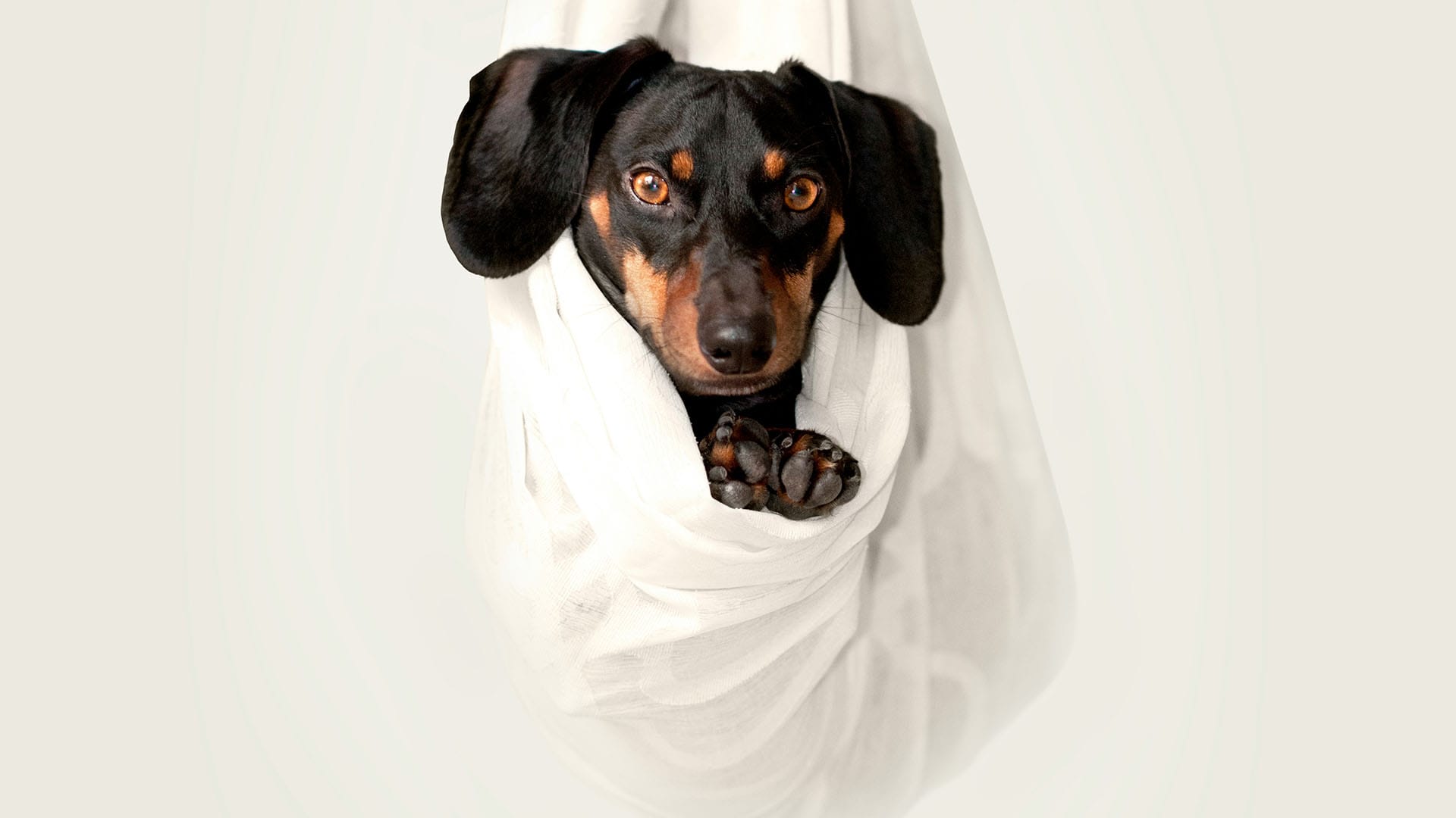 Layanan antar jemput anabul